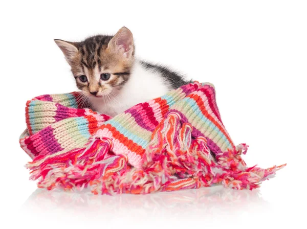 Cute kitten — Stock Photo, Image