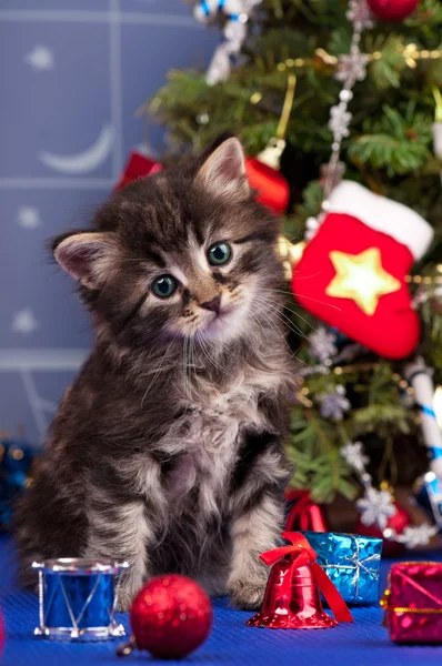 Kabarık kedi yavrusu — Stok fotoğraf