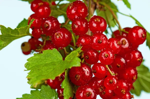 Red currant — Stock Photo, Image