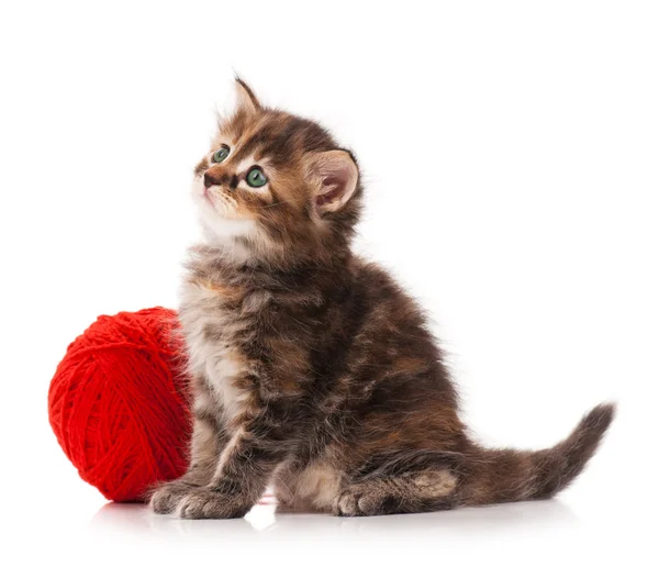 Cute kitten — Stock Photo, Image