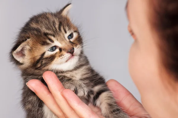 Şirin kedi yavrusu — Stok fotoğraf