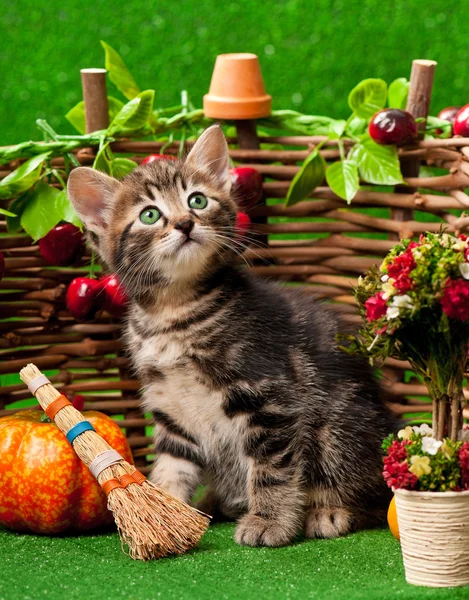 Gatinho bonito — Fotografia de Stock