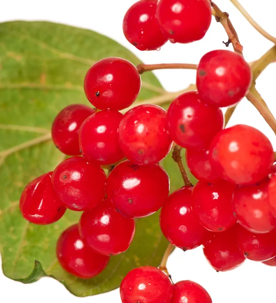 Viburnum berries — Stock Photo, Image