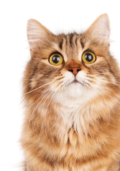 Siberian cat — Stock Photo, Image