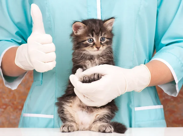 Leuk Katje — Stockfoto