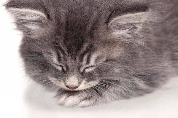 Kociak śpi — Zdjęcie stockowe