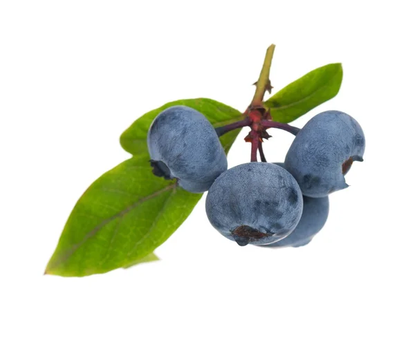 Ripe blueberries — Stock Photo, Image