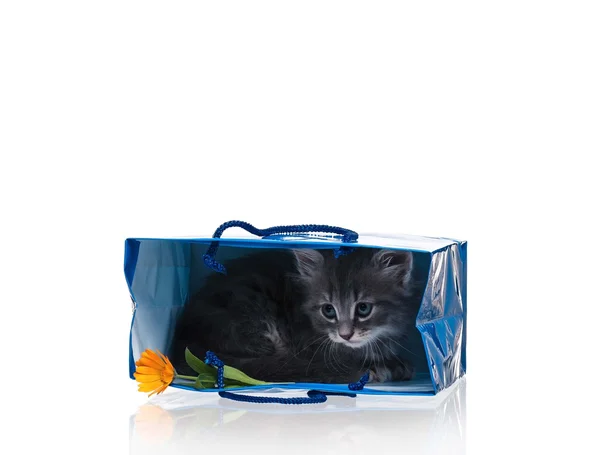 Scared kitten — Stock Photo, Image