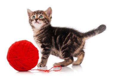 şirin kedi yavrusu