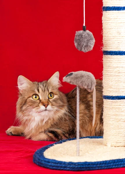 सायबेरियन मांजर — स्टॉक फोटो, इमेज