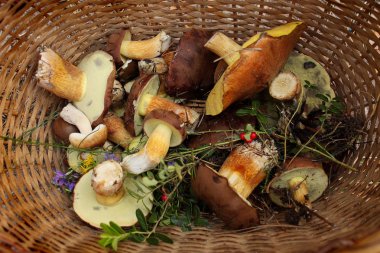 Lehçe mushrum sepeti