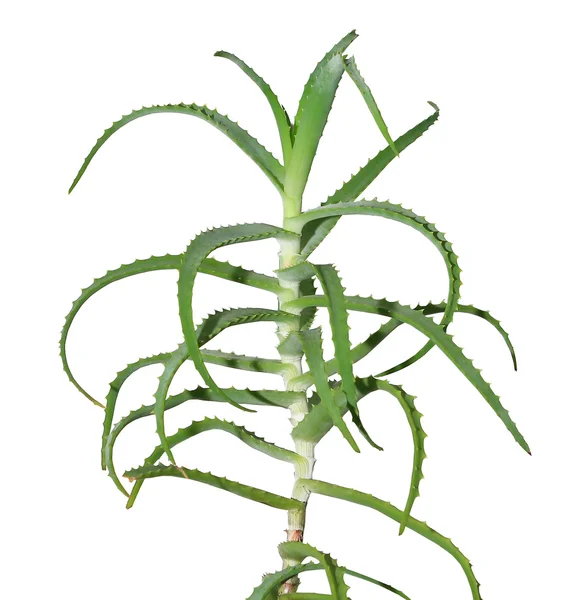 Aloe Pflanze — Stockfoto