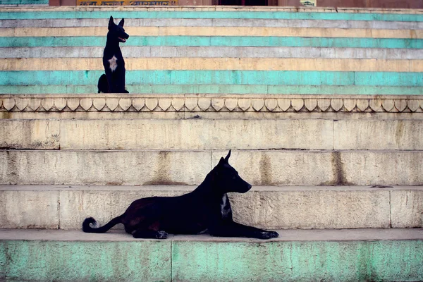 Черные собаки — стоковое фото