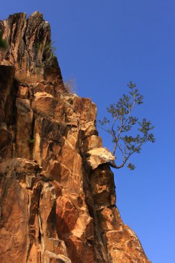 güzel manzara rock kayalıklarla genç bir ağaç - Himalayalar, Hindistan