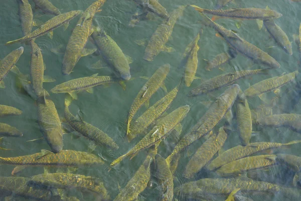 A flock of large fish in the Indian Lake — Stock Photo, Image