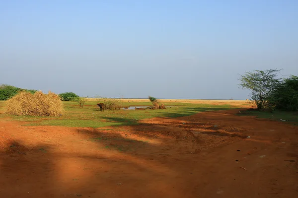 Индийский красивый пейзаж и теленок — стоковое фото