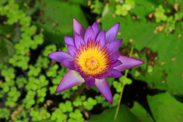 Asiatische offene Blume blaue Lilie — Stockfoto