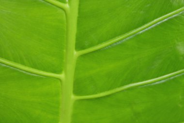 tropikal yaprak yeşil genç yakın çekim