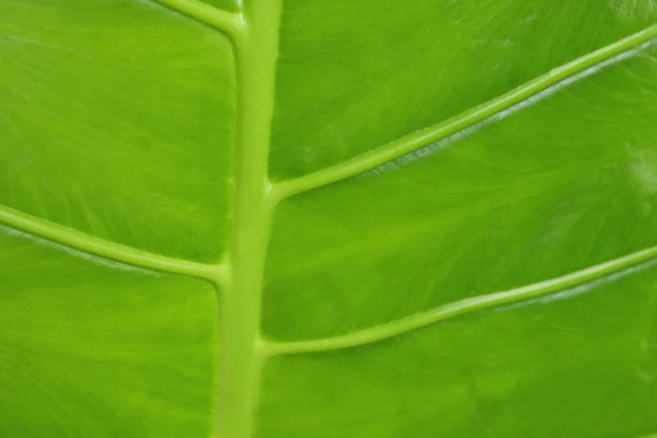 Szczegół tropikalny młody liść zielony — Zdjęcie stockowe