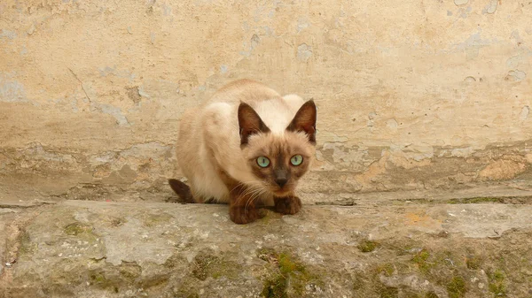 Siamese cat with blue eyes on a background of an old wall — Stock Photo, Image