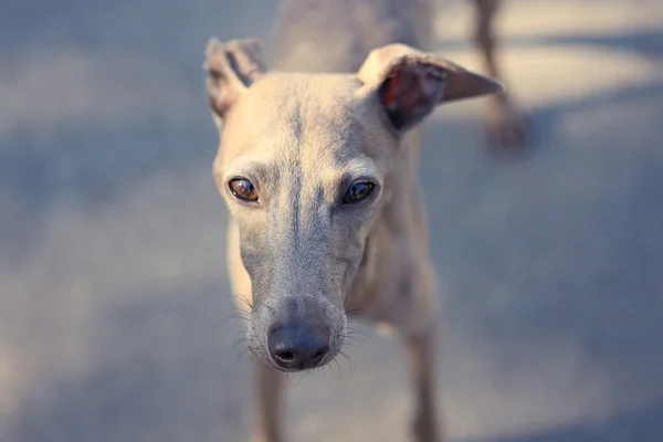 Greyhound italien - la race décorative chien, un petit lévrier italien . — Photo