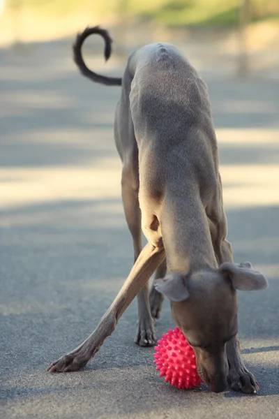 Cane levriero italiano che gioca a palla per strada — Foto Stock