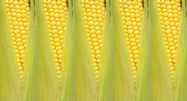 Żółty zielony kukurydza kolaż — Zdjęcie stockowe