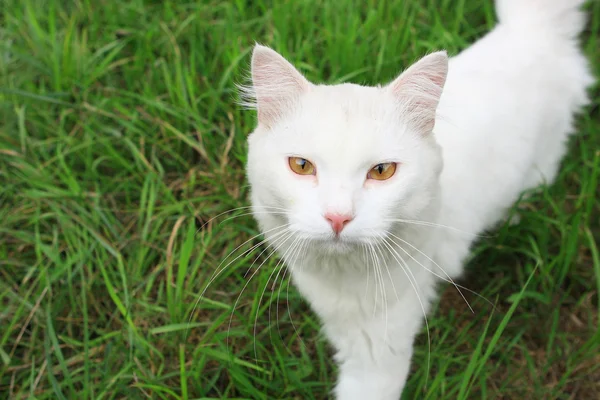 White cat on a background of green grass in the countryside — Stock Photo, Image