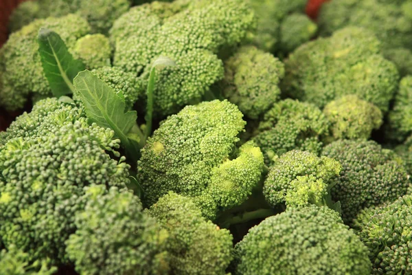 Cabbage - broccoli - Brassica silvestris — Stock Photo, Image