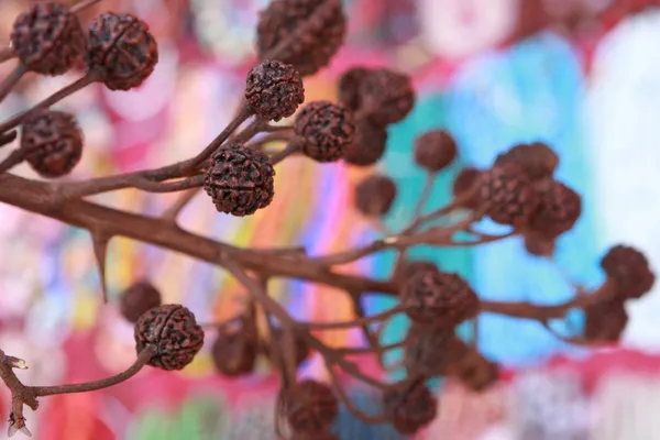 Sementes de árvore Shiva - Rudraksha, Índia — Fotografia de Stock