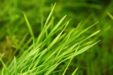 yeni yeşil filizlenmiş buğday çimen