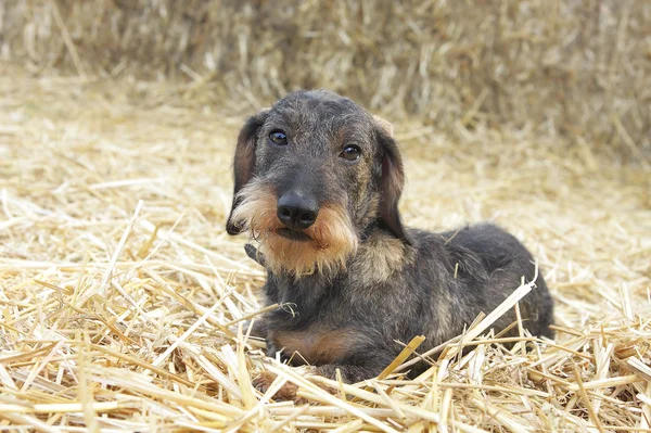 干し草の上に横たわるワイヤ髪のダックスフント犬 — ストック写真