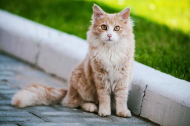 Caddede kırmızı kedi