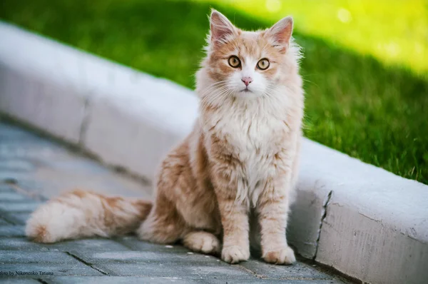 Caddede kırmızı kedi