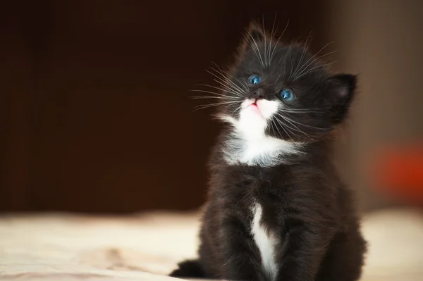 Petit chaton noir — Photo