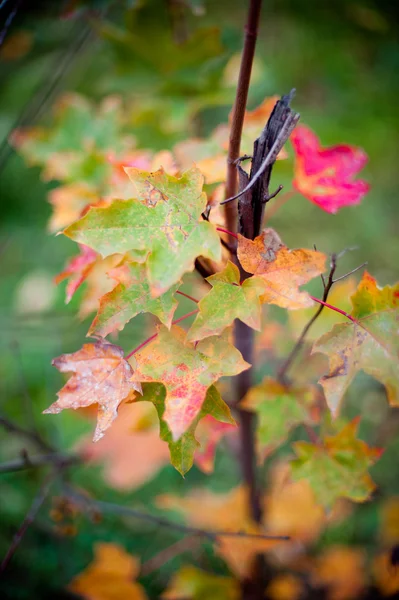 Fogliame autunnale — Foto Stock