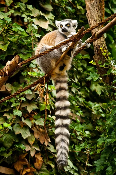 Ring-Tailed Maki