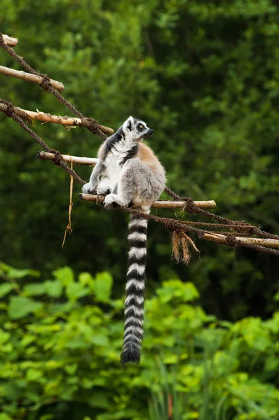 Lemur on branch — Stock Photo, Image