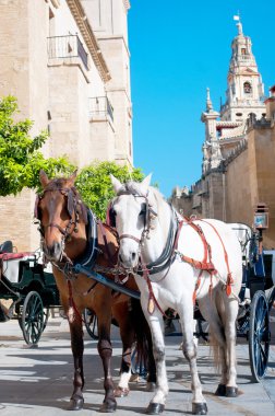 Cordoba, İspanya