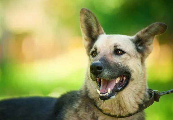Yürüyüşe çıkmış köpek.