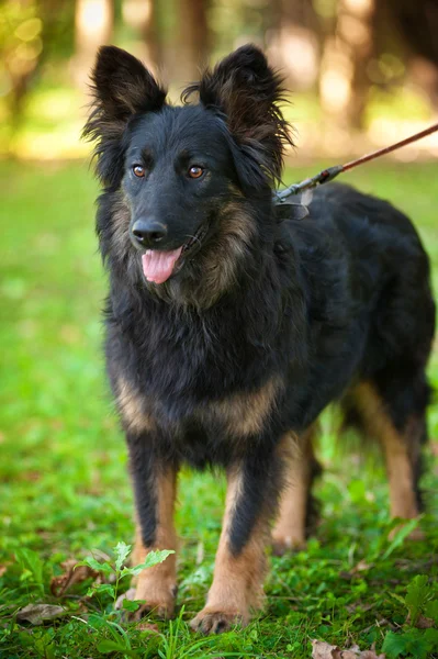 Dog for a walk — Stock Photo, Image