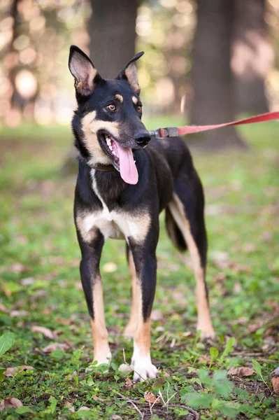 köpek yürüyüş