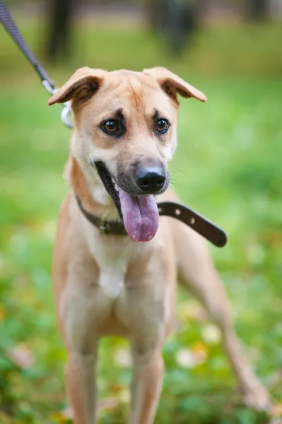 Dog on walk — Stock Photo, Image