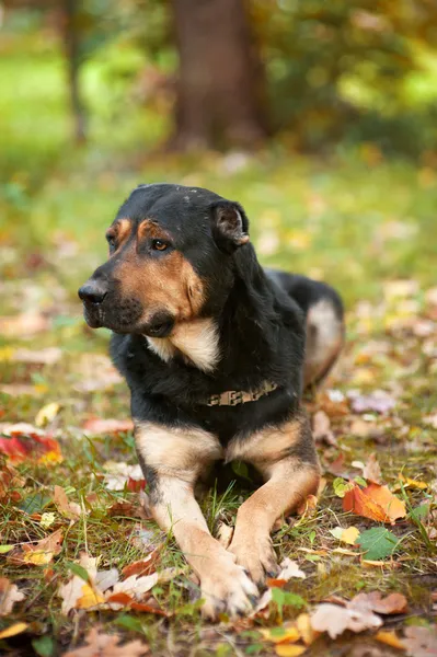 Dog on walk — Stock Photo, Image