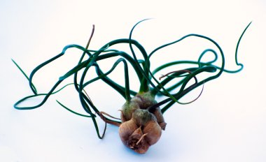 Tillandsia