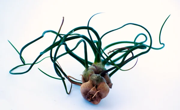 Tillandsia — Stock Photo, Image