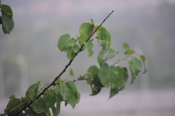 Pluie à Rome — Video