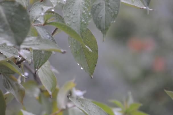 Lluvia y viento en las hojas — Vídeos de Stock