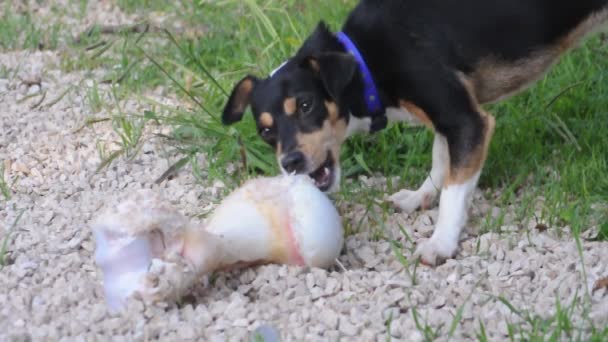 Kleine hond eten een bone — Stockvideo