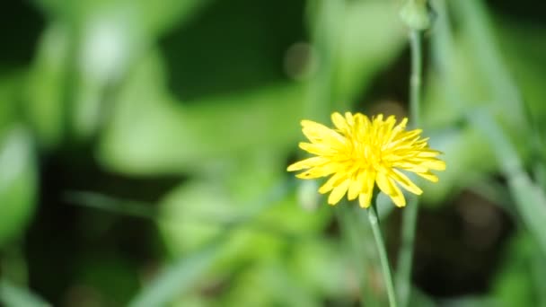 Fleur jaune 